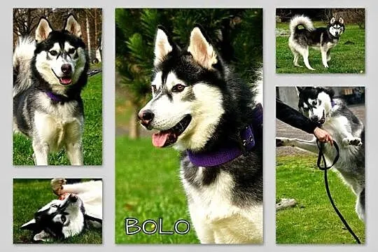 Bolo - przyjazny cwaniak, cudowny husky do adopcji