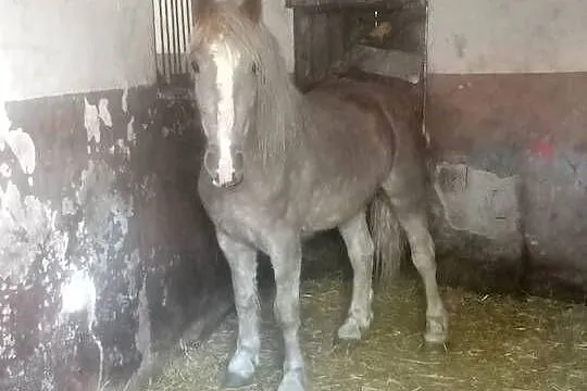 Klacz zimnokrwista 3-letnia, Świętokrzyskie, Piórków