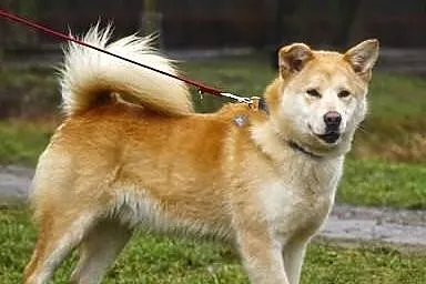 Argon mix akity szuka domu