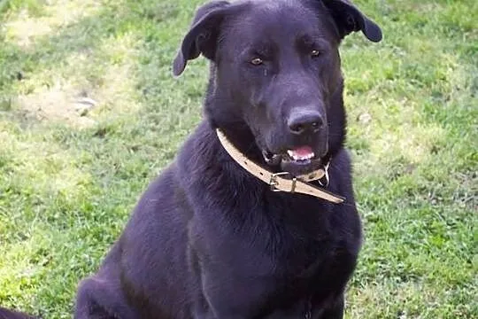 Borys, 3 letni mix labrador - adoptuj wiernego przyjaciela.