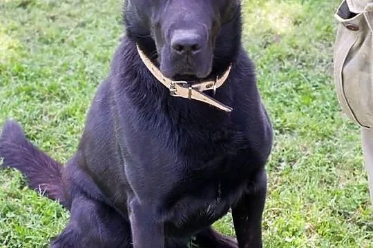 Borys, 3 letni mix labrador - adoptuj wiernego prz