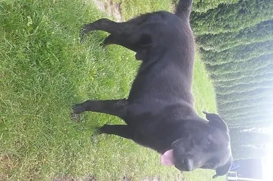 Borys, 3 letni mix labrador - adoptuj wiernego prz