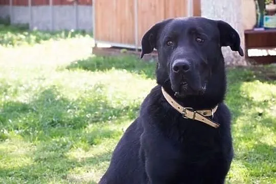 Borys, 3 letni mix labrador - adoptuj wiernego prz