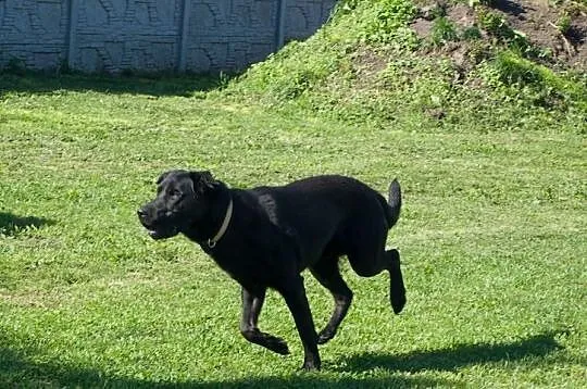 Borys, 3 letni mix labrador - adoptuj wiernego prz