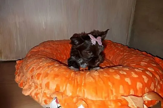 York Yorkshire Terrier Chocolate Suczka