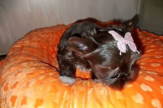 York Yorkshire Terrier Chocolate Suczka, Pomorskie, Rumia