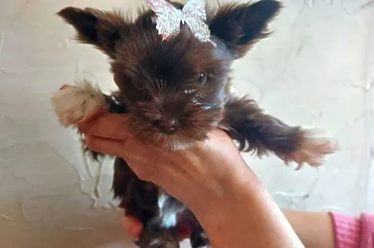 York Yorkshire Terrier Chocolate Suczka, Pomorskie, Rumia