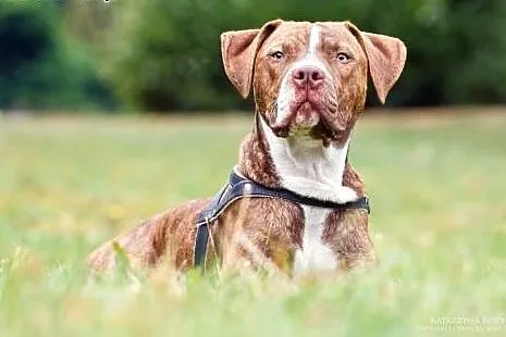 10 miesięczny pitbull Django szuka domu,  Amstaff 