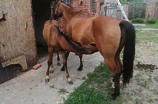 Castellano 12, Pomorskie, Kwidzyn