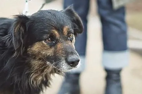 Cywil wypatruje swojego Człowieka. Może to TY?,  ś
