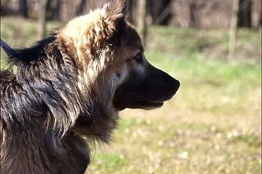 Kugi - dobry, rodzinny psiak :),  warmińsko-mazurskie Olsztyn