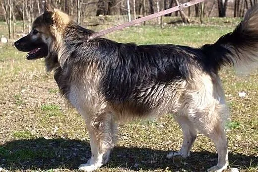 Kugi - dobry, rodzinny psiak :),  warmińsko-mazurs