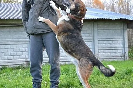 Maks-6 lat, 60kg, wielka ciapa do adopcji,  dolnośląskie Wrocław, 