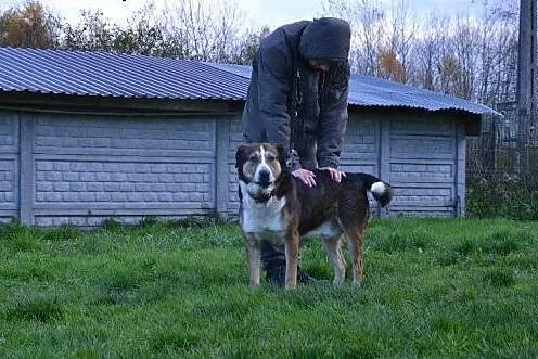 Maks-6 lat, 60kg, wielka ciapa do adopcji,  dolnośląskie Wrocław, 