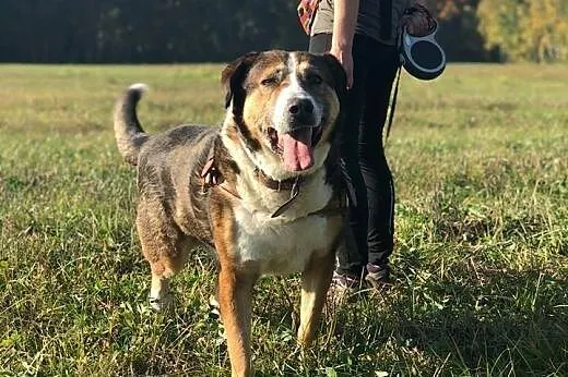 Maks-6 lat, 60kg, wielka ciapa do adopcji,  dolnośląskie Wrocław, 