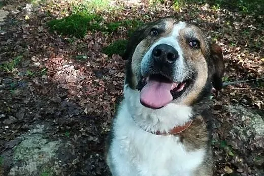Maks-6 lat, 60kg, wielka ciapa do adopcji,  dolnośląskie Wrocław, 