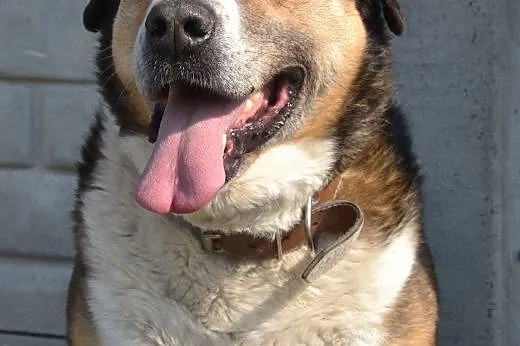 Maks-6 lat, 60kg, wielka ciapa do adopcji,  dolnośląskie Wrocław, 
