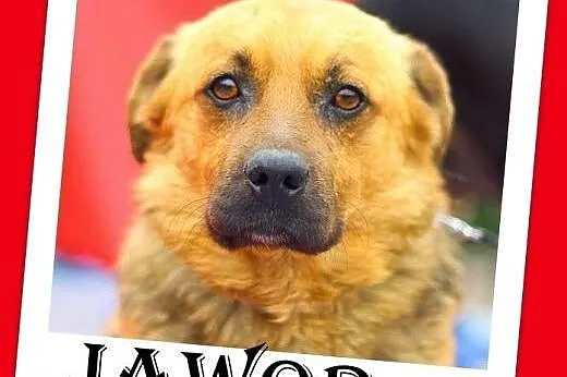 Adopcja,pies Jawor,akceptuje inne psy,średni,masyw