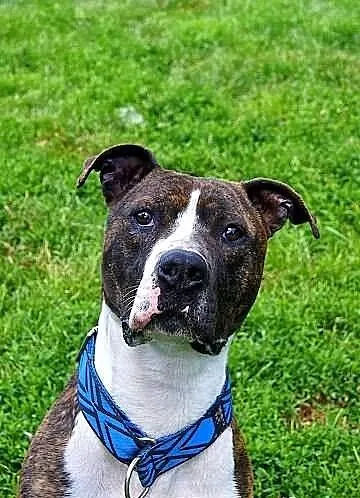 Farciarz młodziutki - 1,5 roczny - amstaff szuka d