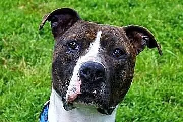 Farciarz młodziutki - 1,5 roczny - amstaff szuka d