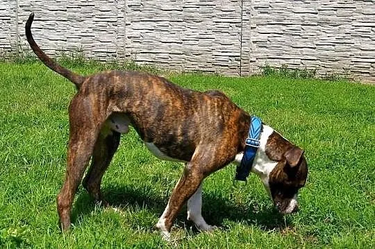 Farciarz młodziutki - 1,5 roczny - amstaff szuka d