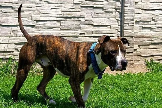 Farciarz młodziutki - 1,5 roczny - amstaff szuka d