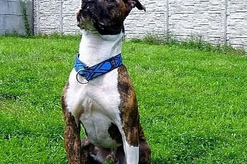 Farciarz młodziutki - 1,5 roczny - amstaff szuka d