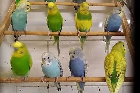 Papugi faliste sprz fam