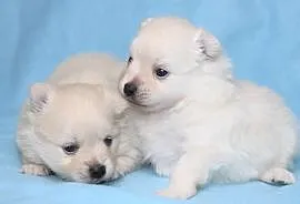 Pomeranian - szpic miniaturowy - szczeniaki z rodo, Rzeszów