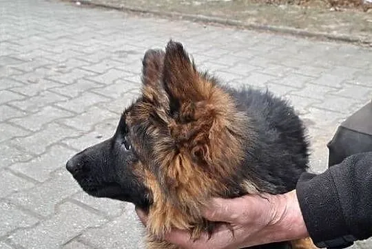 Szeniaki owczarek niemiecki, Opolskie, Zębowice