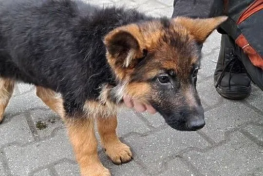 Szeniaki owczarek niemiecki, Opolskie, Zębowice