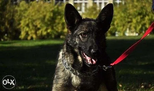 Bella - aktywna i piękna sunia w typie owczarka do