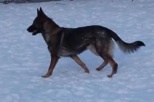 Bella - aktywna i piękna sunia w typie owczarka do