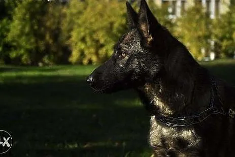 Bella - aktywna i piękna sunia w typie owczarka do