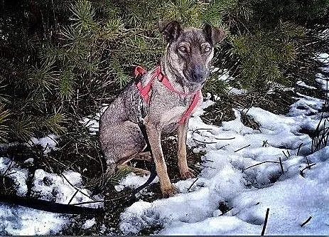 Delikatna,mała 8 kg,typ pinczerka,agodna,przytulaśna,sterylizowana sunia SZARKA.Adopcja., , Wrocław
