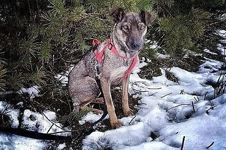 Delikatna,mała 8 kg,typ pinczerka,agodna,przytulaśna,sterylizowana sunia SZARKA.Adopcja., , Wrocław