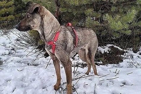 Delikatna,mała 8 kg,typ pinczerka,agodna,przytulaśna,sterylizowana sunia SZARKA.Adopcja., , Wrocław