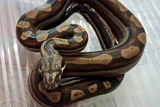 Boa BCI Samiec CA MOTLEY INCA RLT 50% poss dh Albino T+ prodigy/nicaragua