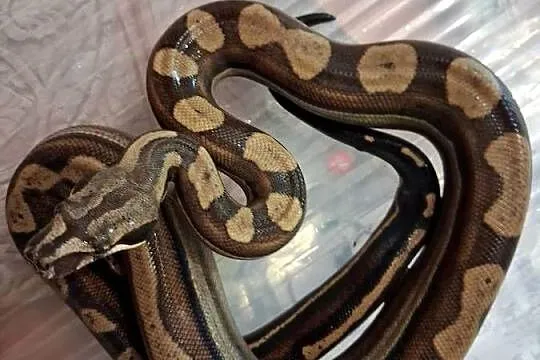 Boa BCI Samiec CA MOTLEY INCA RLT 50% poss dh Albino T+ prodigy/nicaragua, Dolnośląskie, Wrocław