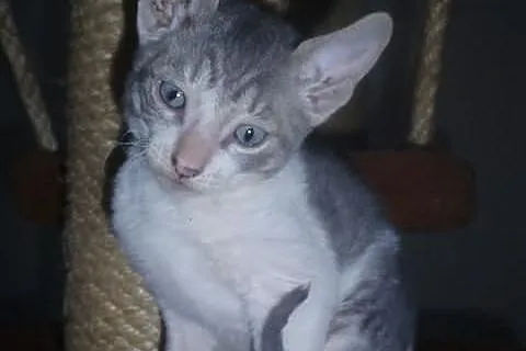 Kocięta cornish rex