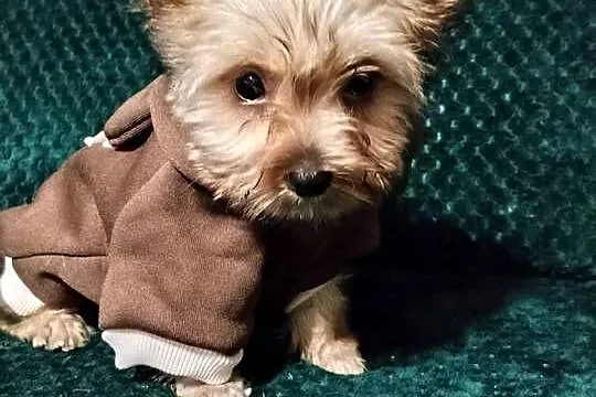 Yorkshire terrier chłopiec mini