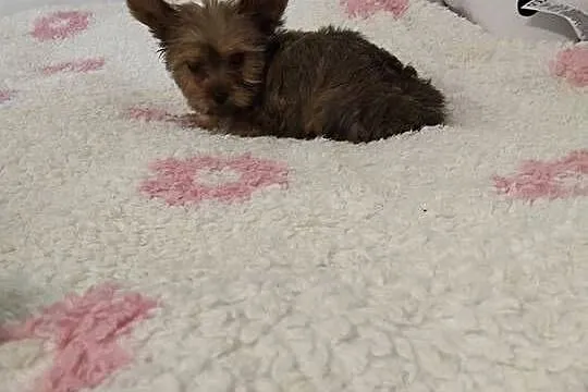 Yorkshire terrier chłopiec mini, Kujawsko-pomorskie, Mogilno