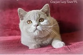 Kot brytyjski  kocięta brytyjskie &#8211; rodo, Grójec