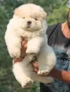 Zdrowe i urocze szczenięta Chow Chow gotowe do adopcji.