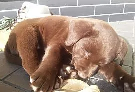 Labrador rodowodowe szczenięta czekoladowe
