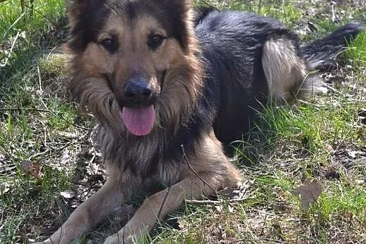 aro szuka domku, śląskie Ruda Śląska