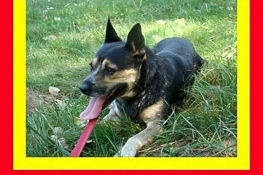 13kg,1.5roku,przytulaśny,wesoły,lubi bliskość człowieka,pies ARES,  dolnośląskie Wrocław
