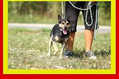 13kg,1.5roku,przytulaśny,wesoły,lubi bliskość czło