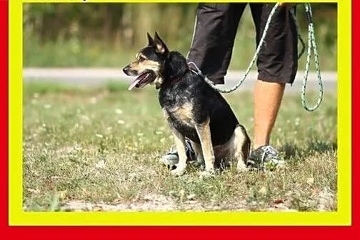 13kg,1.5roku,przytulaśny,wesoły,lubi bliskość czło