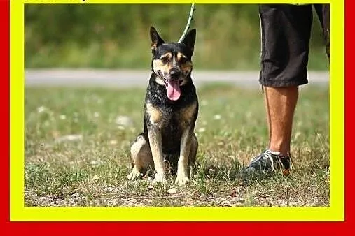 13kg,1.5roku,przytulaśny,wesoły,lubi bliskość czło